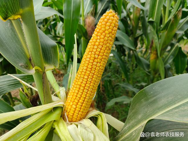 最新审定玉米品种种植潜力、特性与优势深度解析